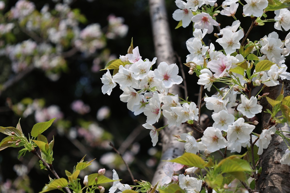 升级了，先拍花