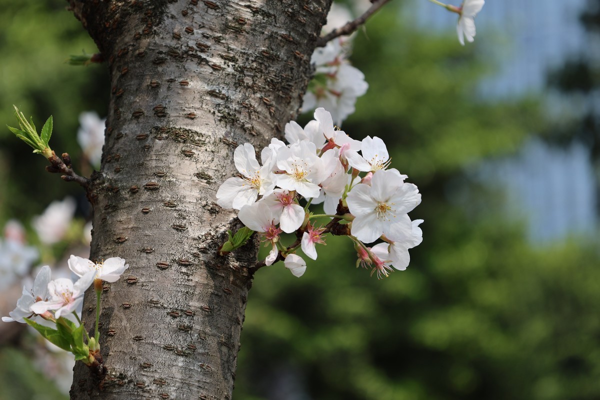 升级了，先拍花