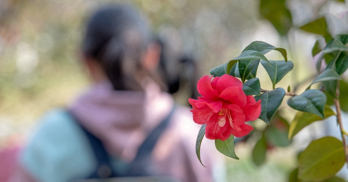 春游 茶花随拍