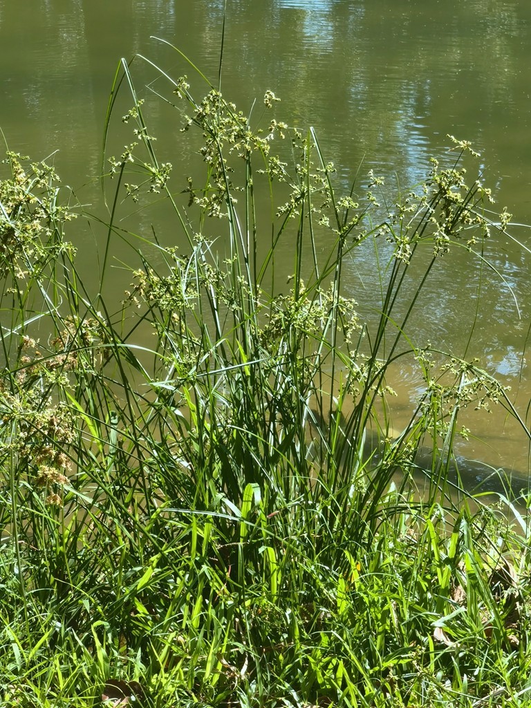 带着手机去旅行《走进三亚湿地公园--东岸湿地公园》
