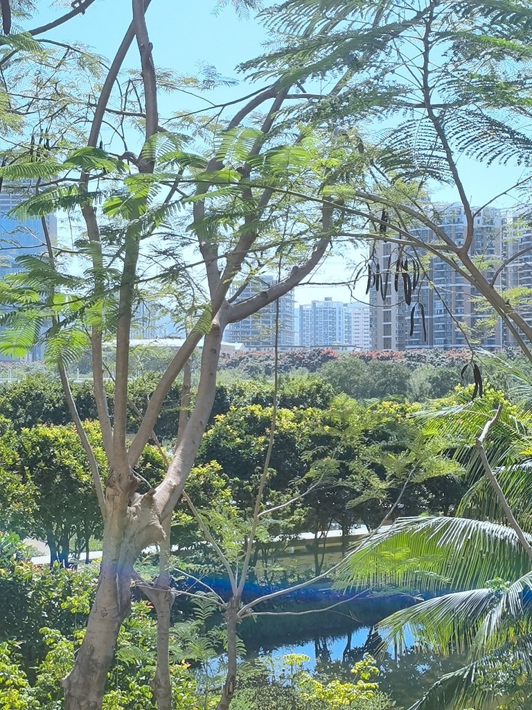 带着手机去旅行《走进三亚湿地公园--东岸湿地公园》