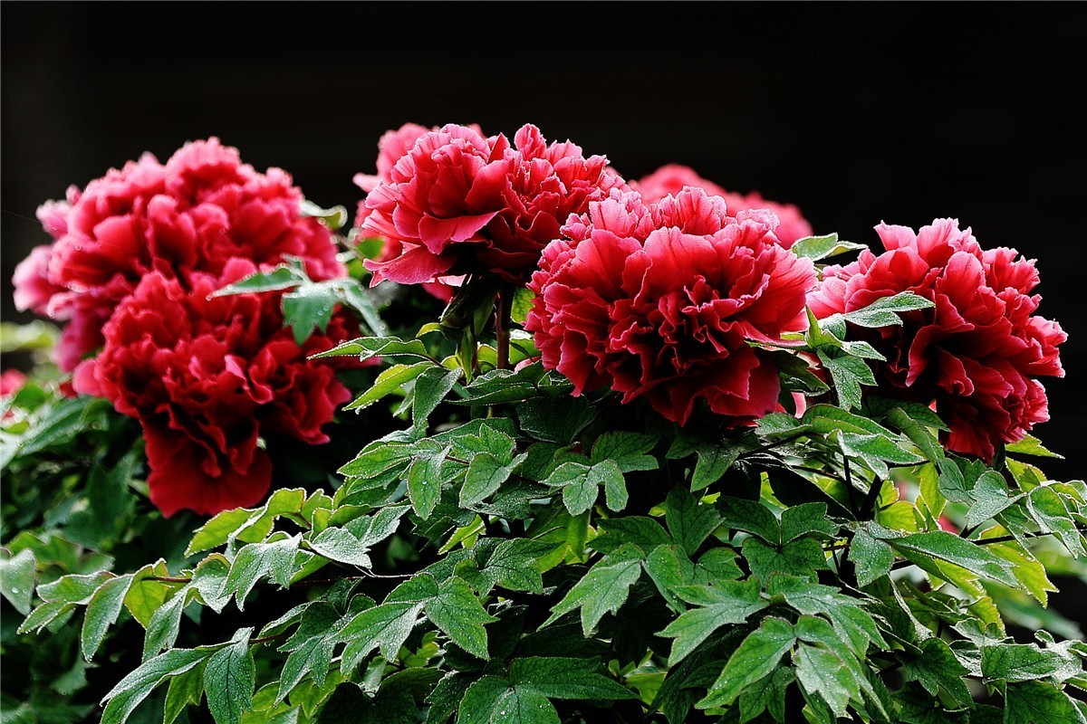 菏泽曹州牡丹园