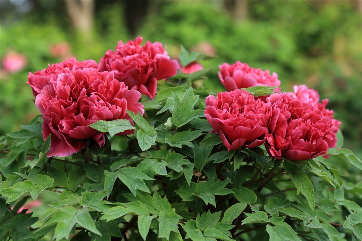 菏泽曹州牡丹园