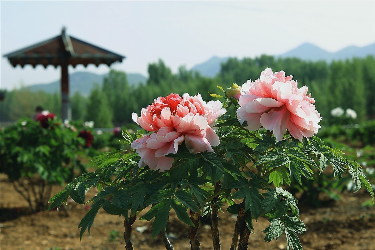 菏泽曹州牡丹园