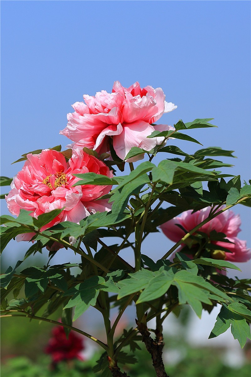 菏泽曹州牡丹园