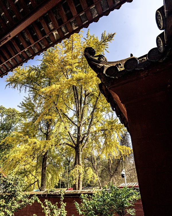 四川成都--崇州--罨画池秋色【5】