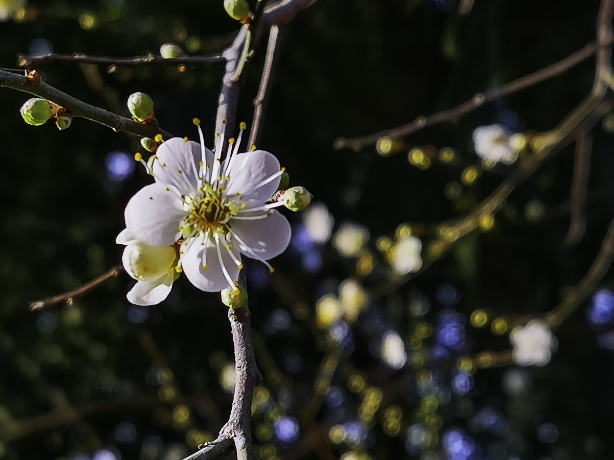 梅花