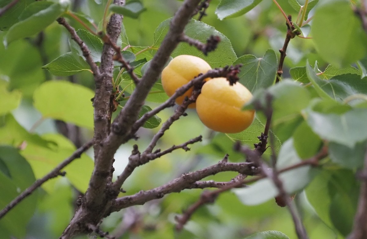 山杏
