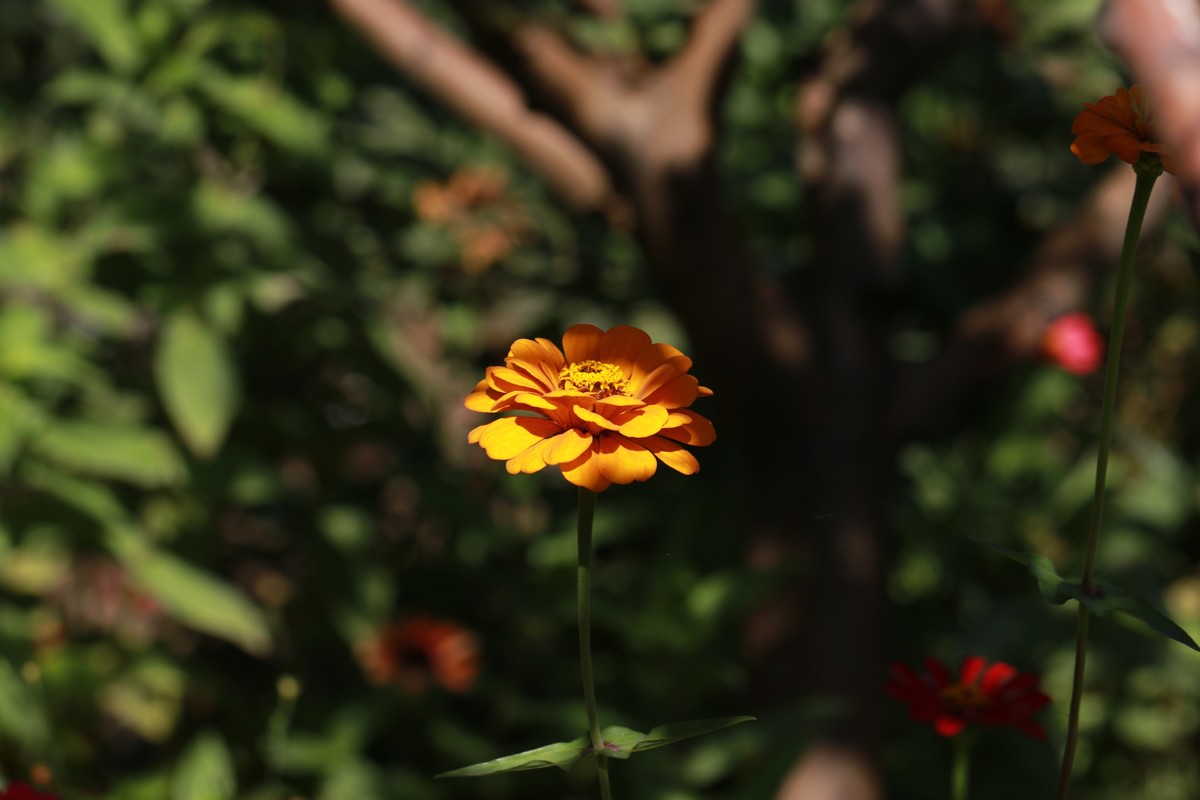 这个追焦的感觉不错