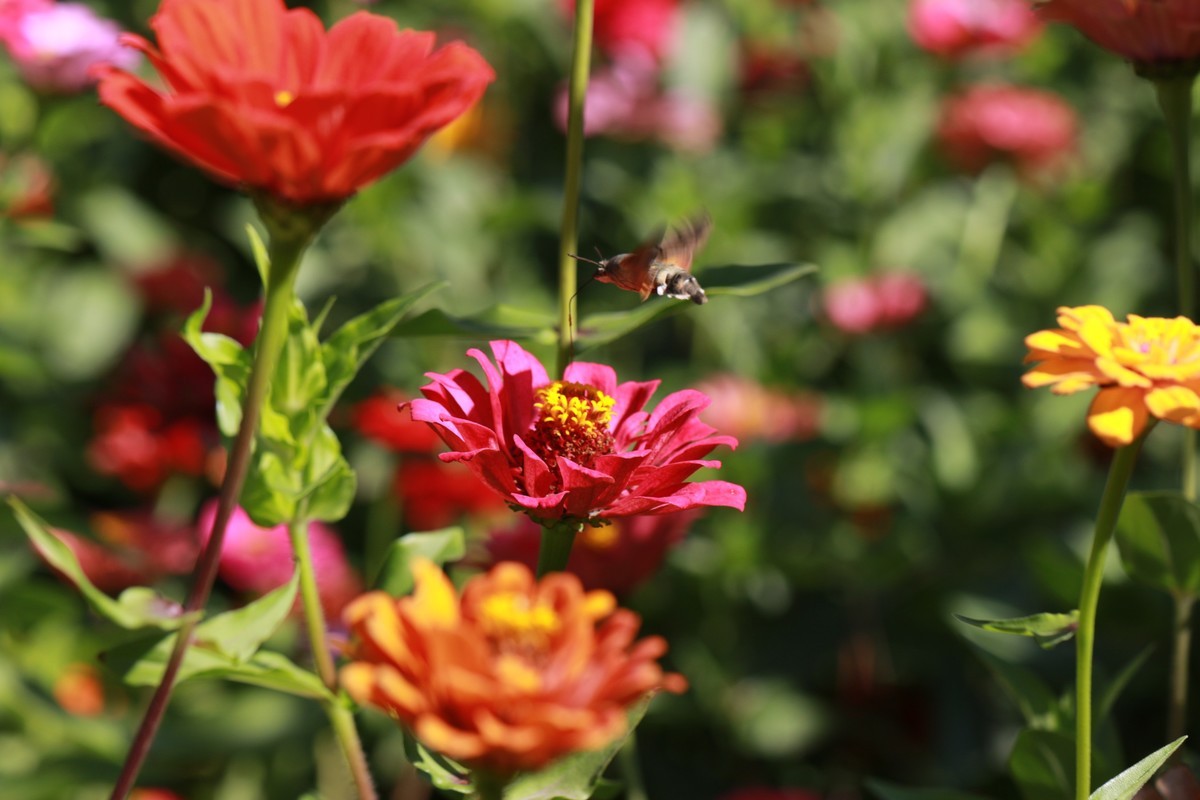 这个追焦的感觉不错