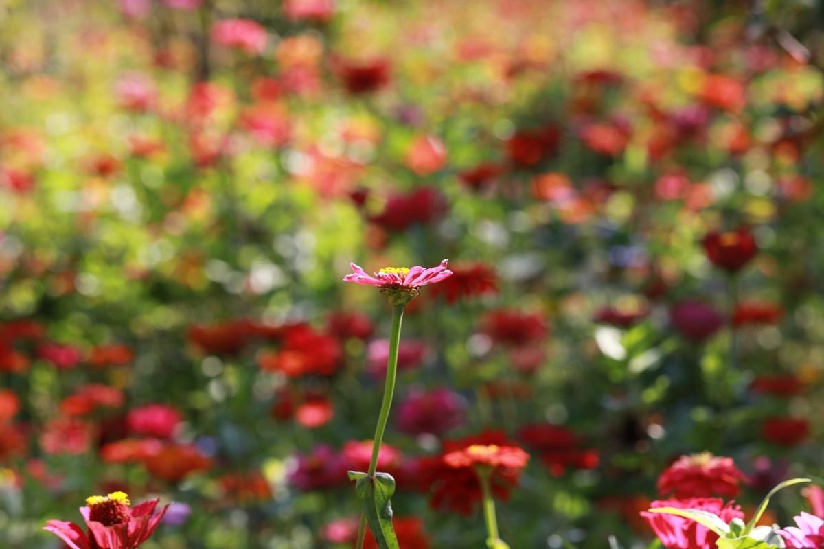 这个追焦的感觉不错