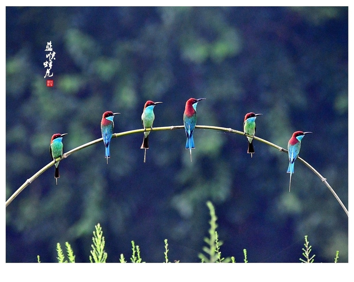 【视觉光影】蓝喉蜂虎（1）