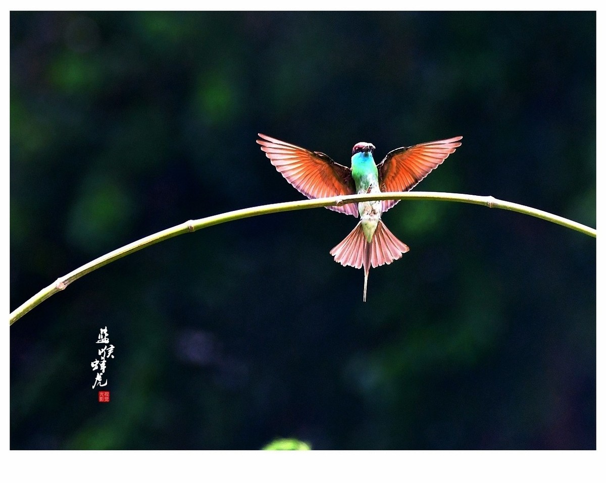 【视觉光影】蓝喉蜂虎（1）