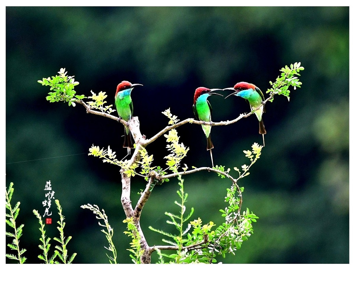 【视觉光影】蓝喉蜂虎（1）