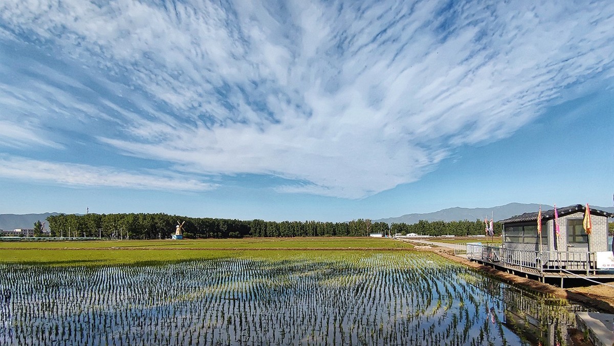 北京京西稻保护区 一