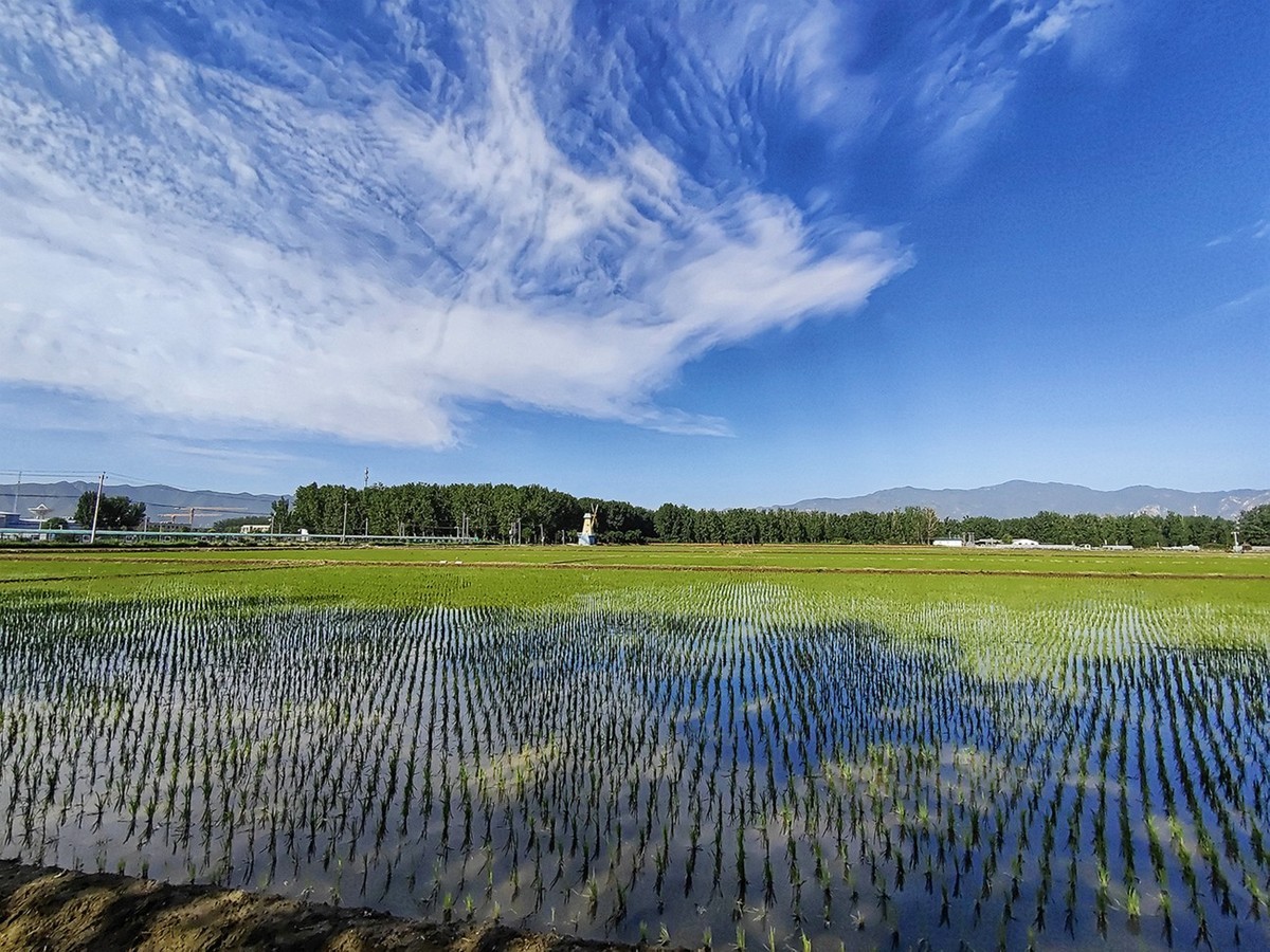 北京京西稻保护区 一