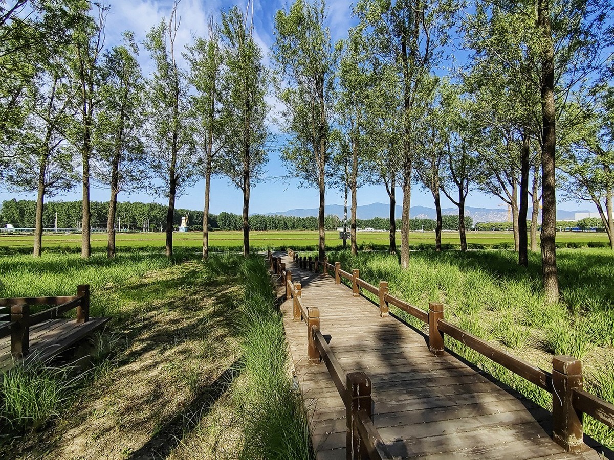 北京京西稻保护区 一