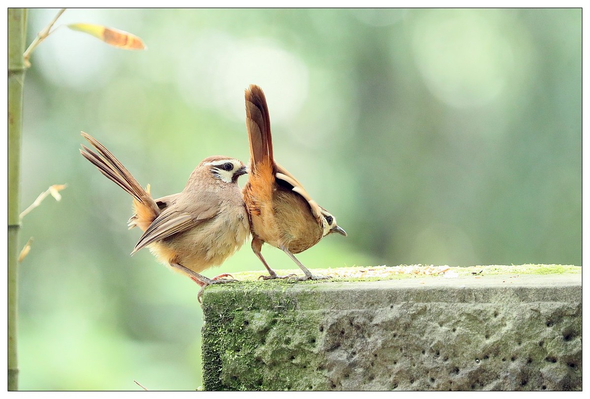 第三次拍到画眉鸟踩背