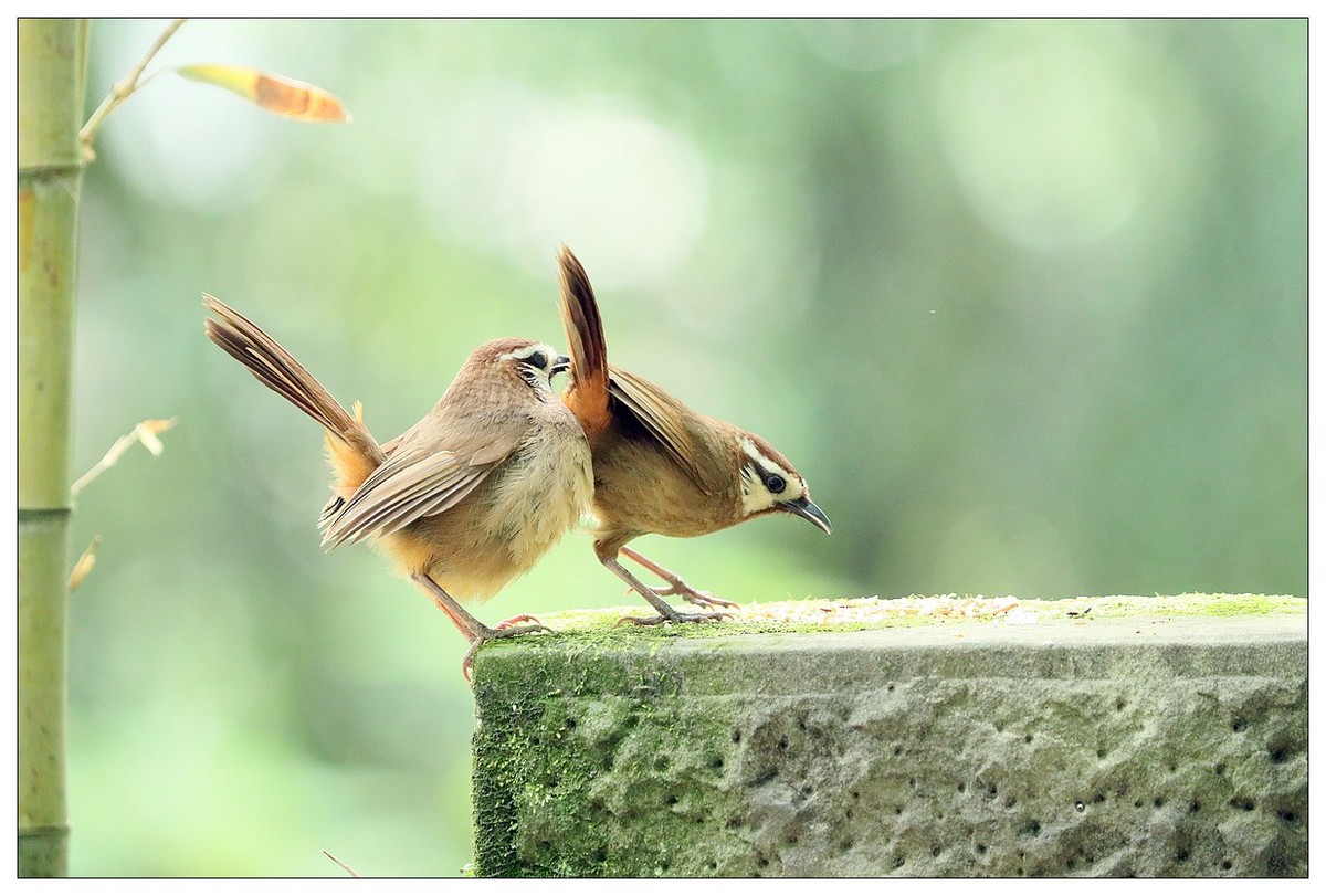 第三次拍到画眉鸟踩背