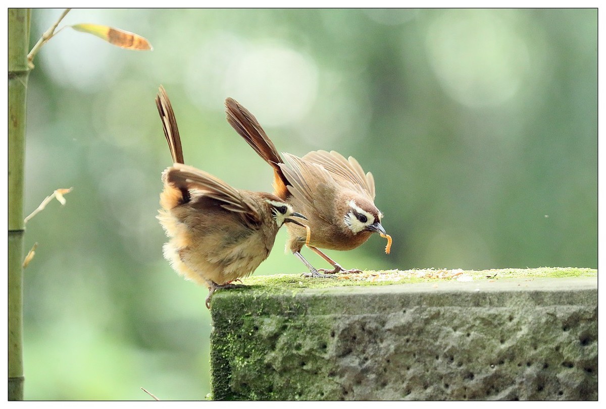 第三次拍到画眉鸟踩背