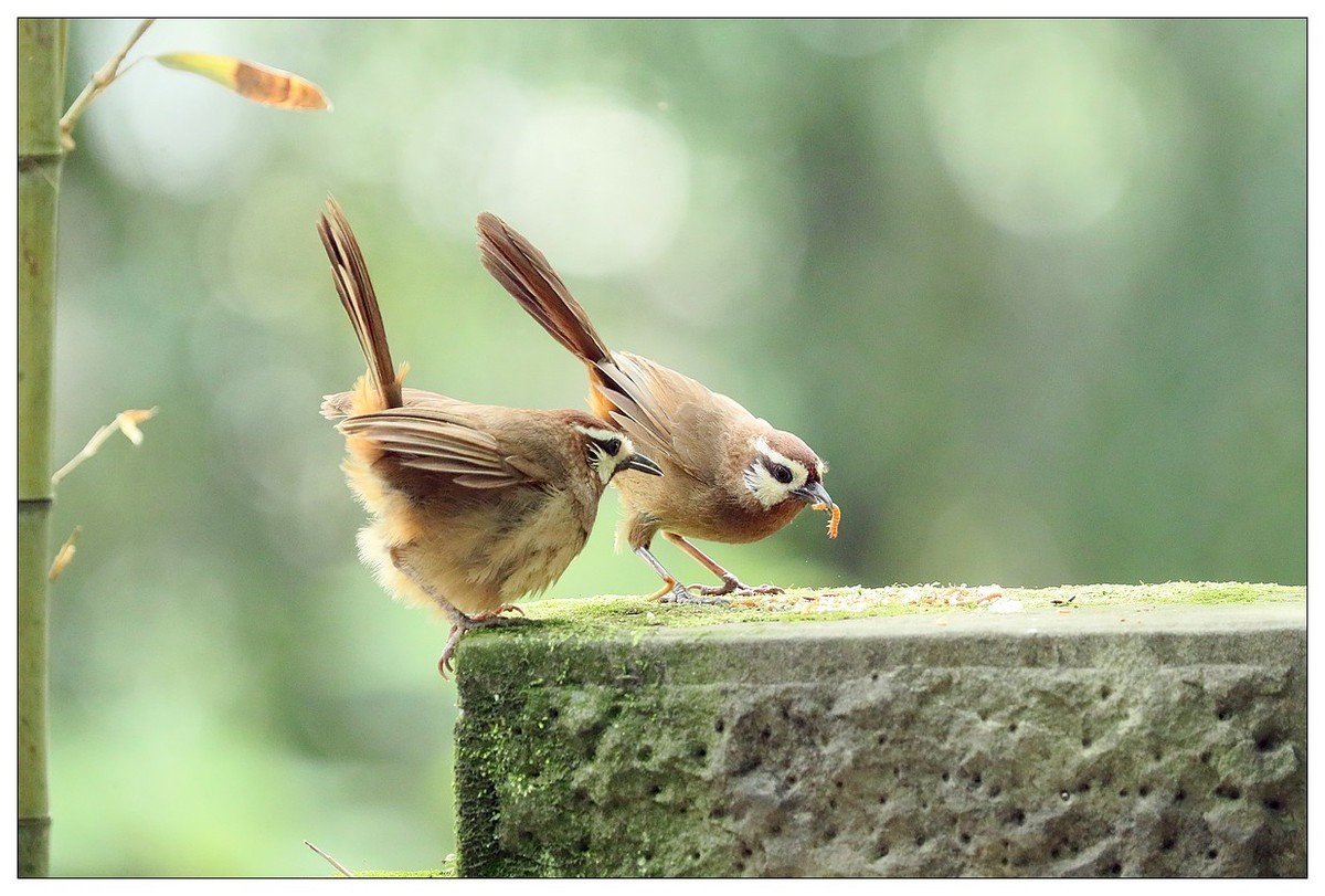 第三次拍到画眉鸟踩背