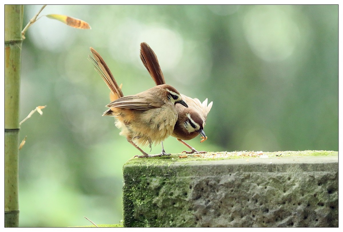 第三次拍到画眉鸟踩背