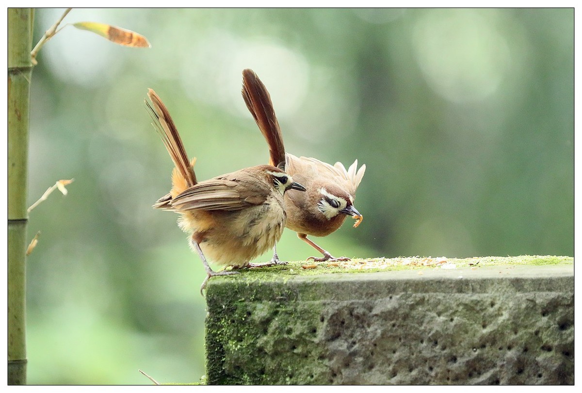 第三次拍到画眉鸟踩背