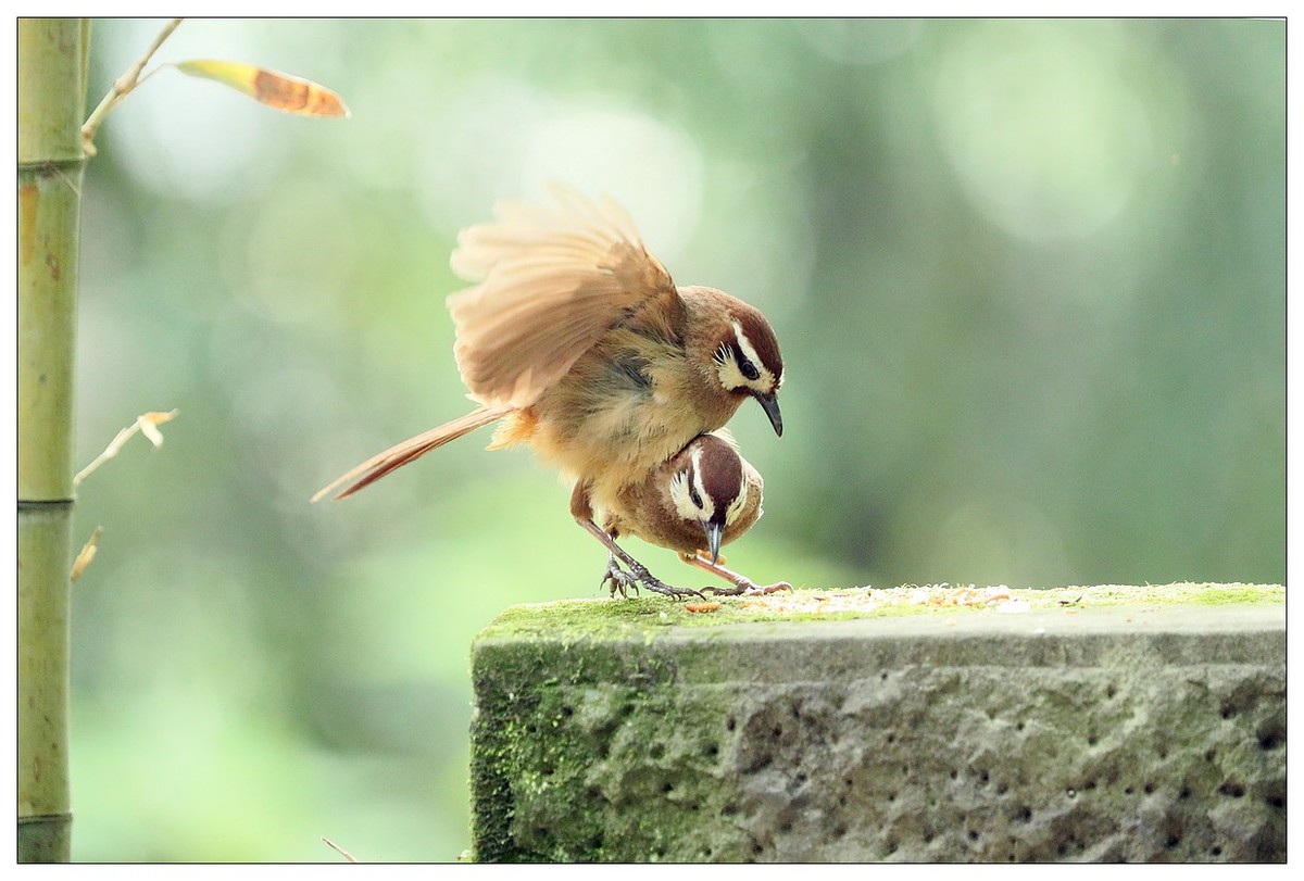 第三次拍到画眉鸟踩背