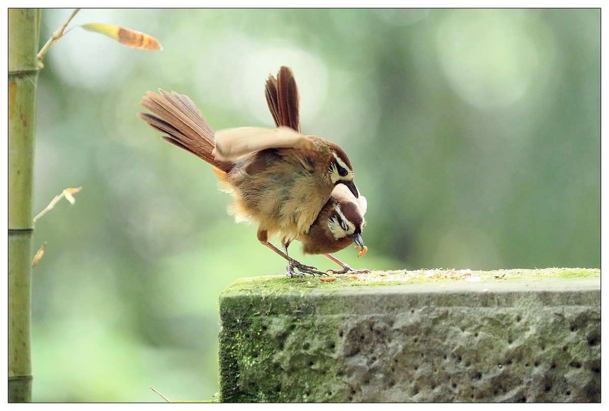 第三次拍到画眉鸟踩背
