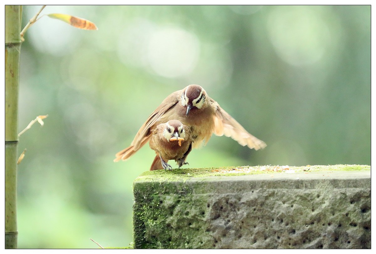 第三次拍到画眉鸟踩背