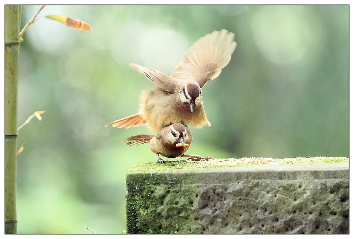第三次拍到画眉鸟踩背