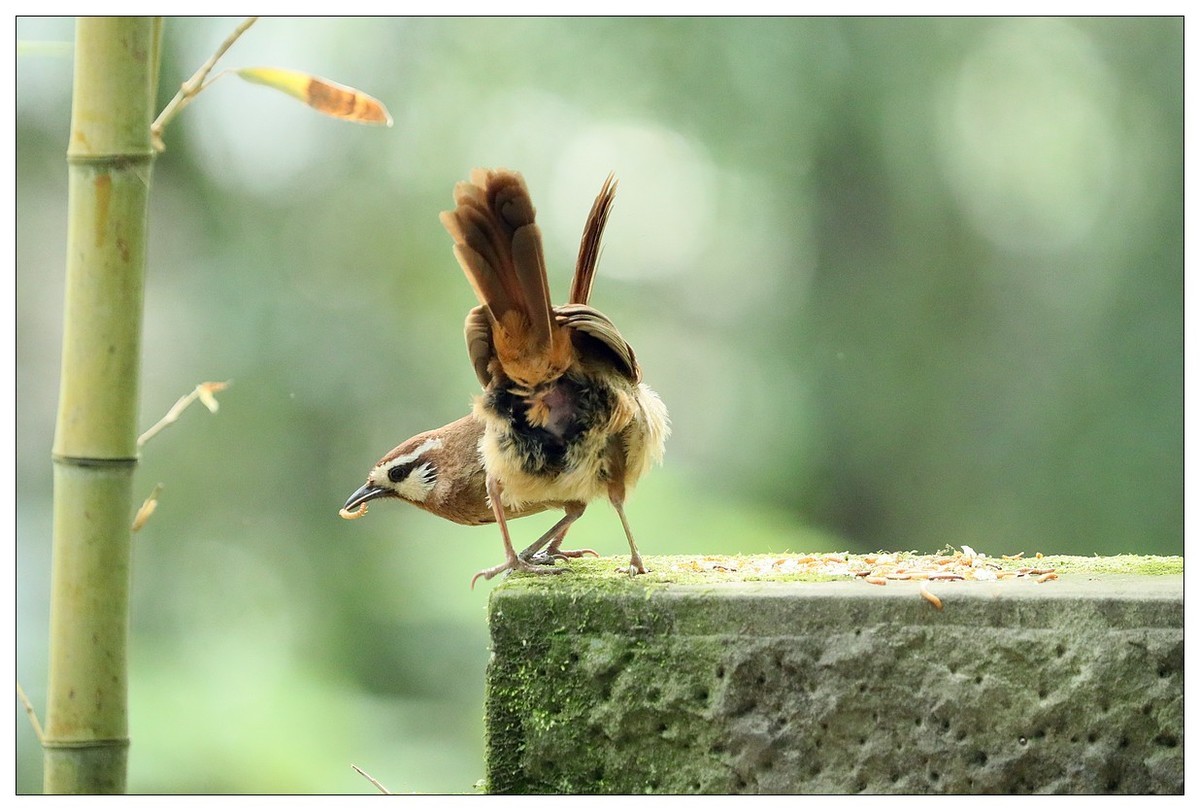 第三次拍到画眉鸟踩背