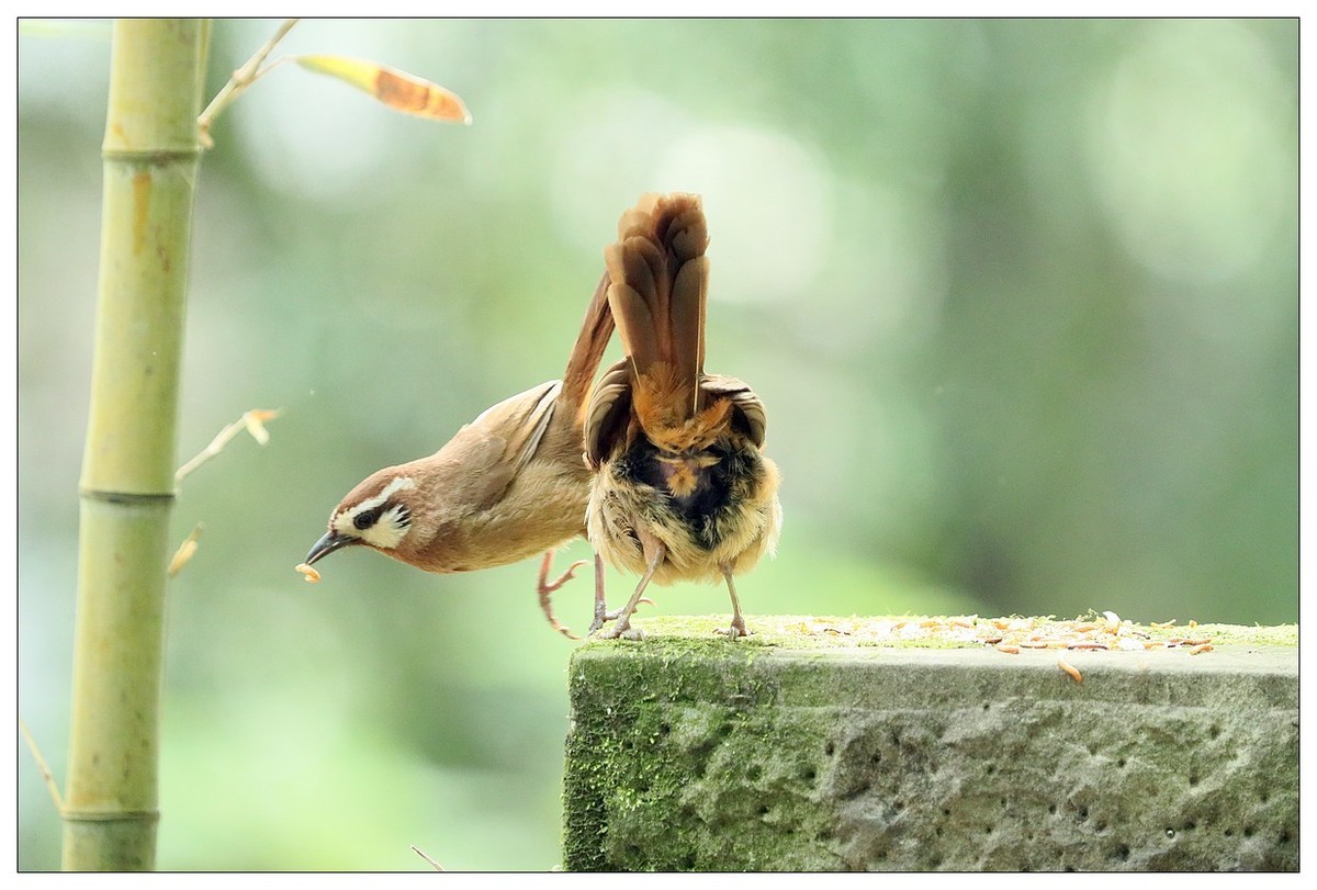 第三次拍到画眉鸟踩背