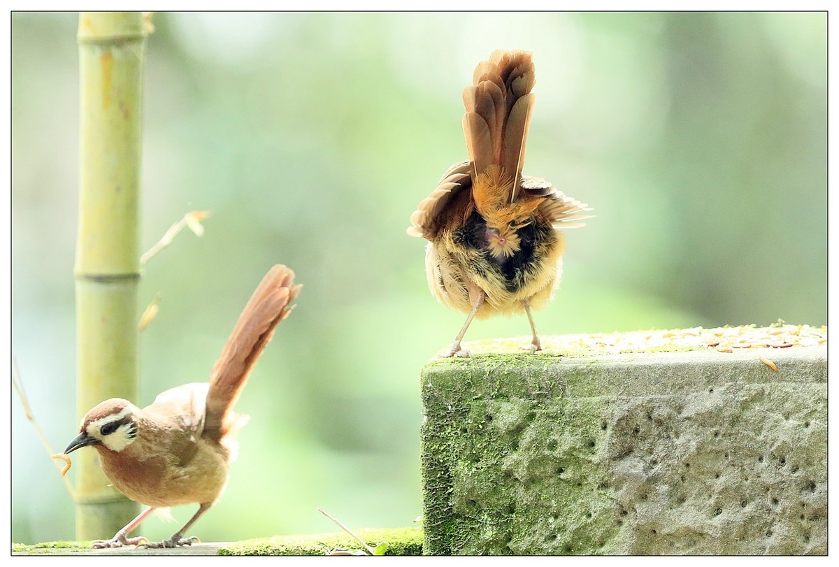 第三次拍到画眉鸟踩背