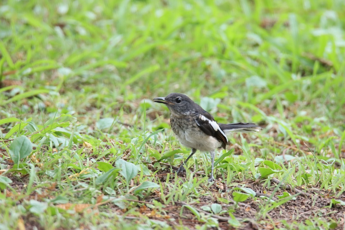 一梭子拍鸟 230727-佳能90D+腾龙150-600