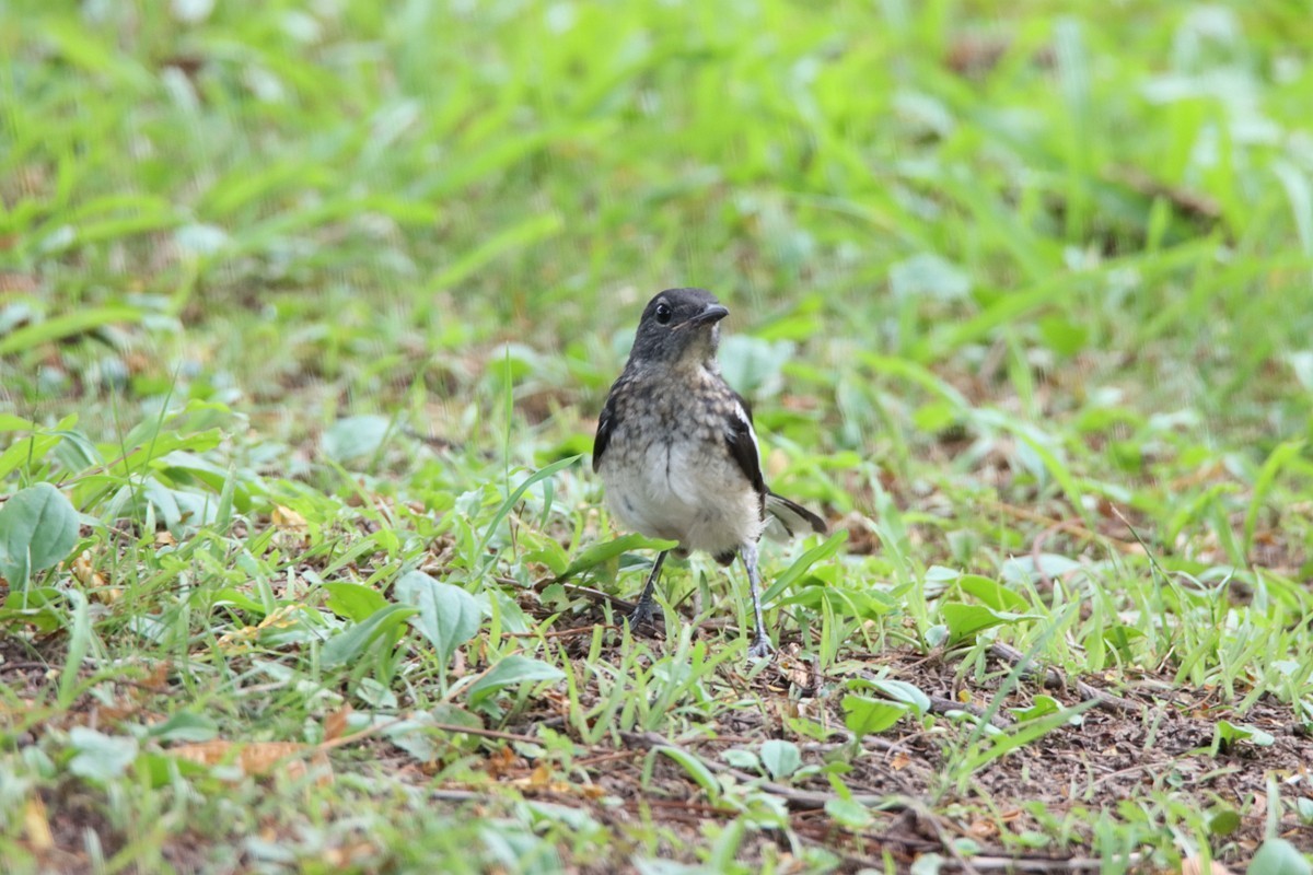 一梭子拍鸟 230727-佳能90D+腾龙150-600