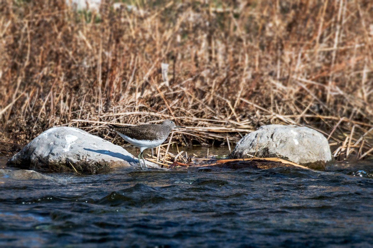 白腰草鹬鸟（四）