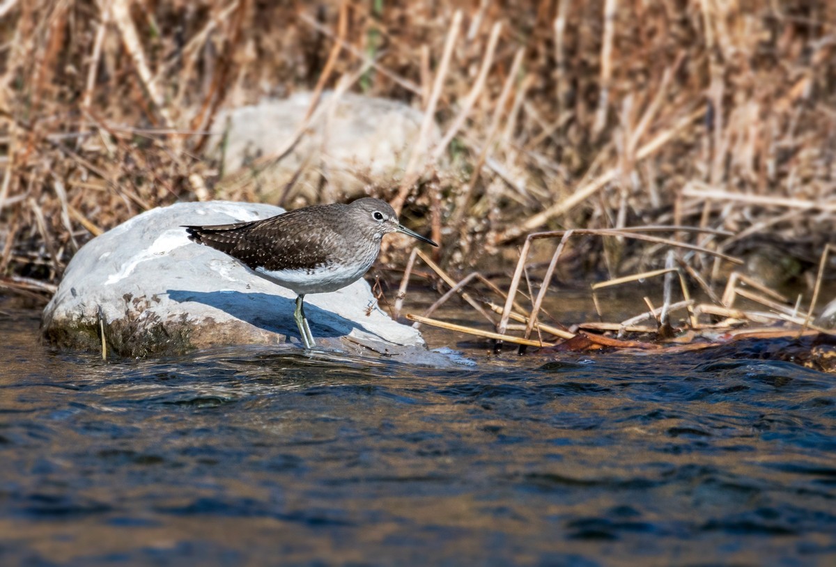 白腰草鹬鸟（四）