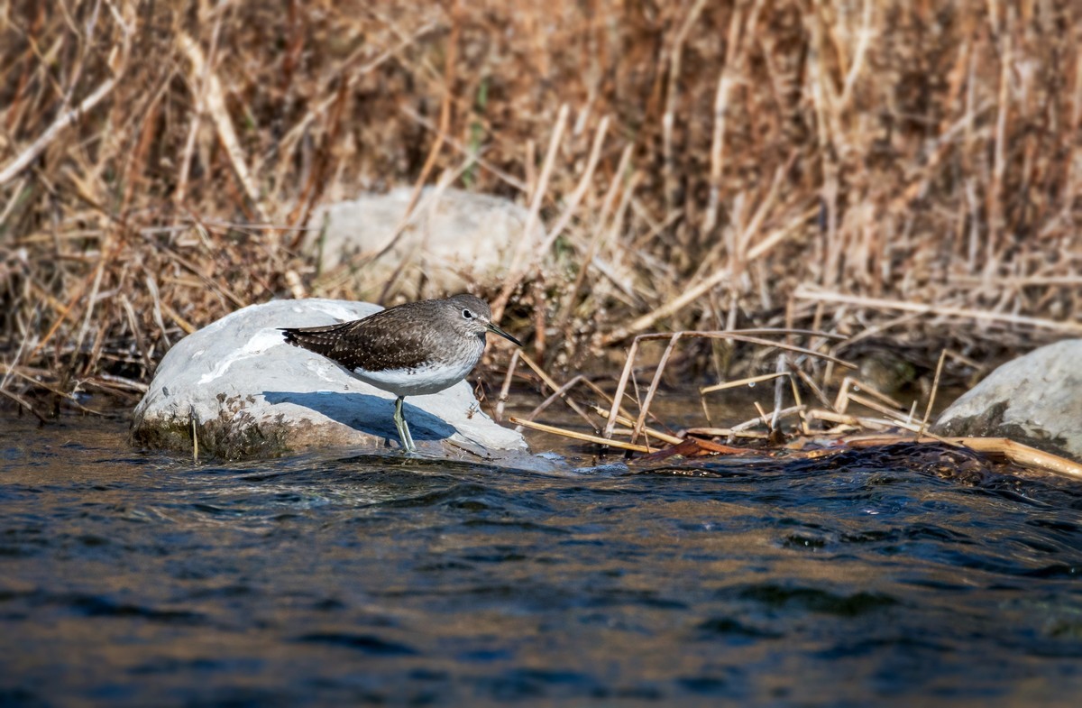 白腰草鹬鸟（四）
