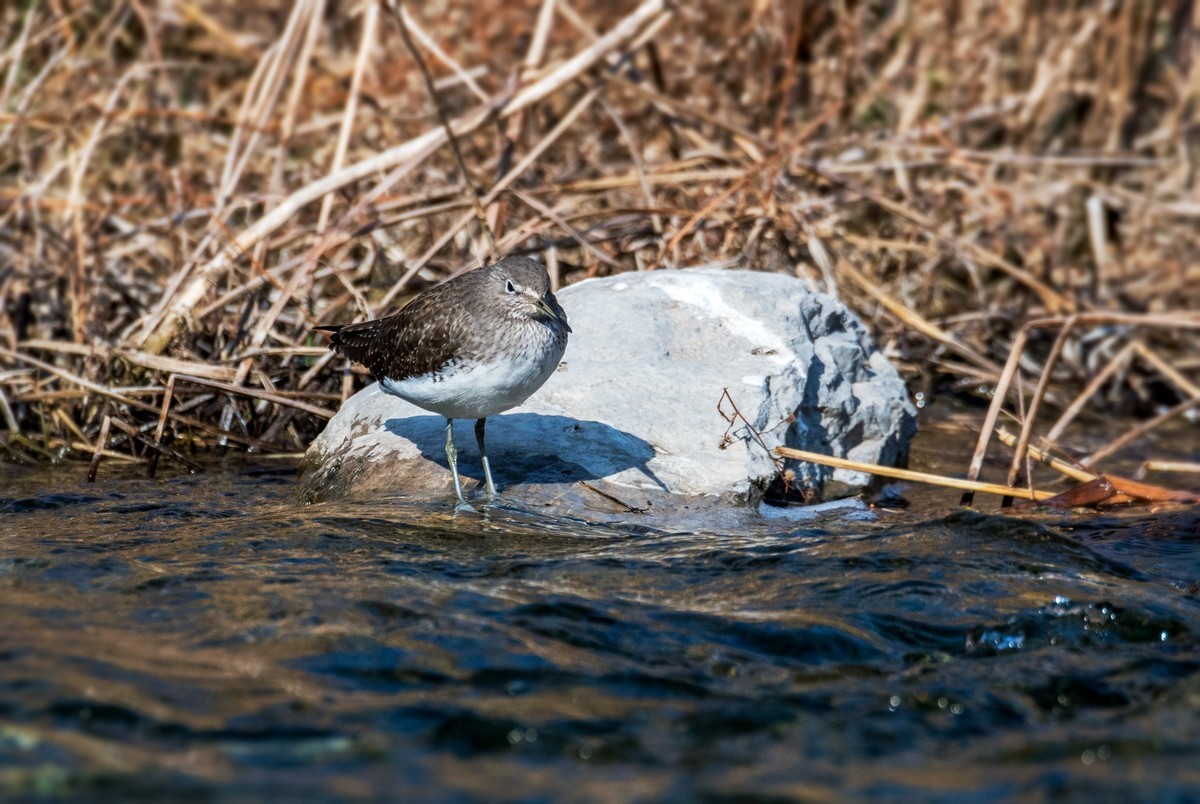 白腰草鹬鸟（四）