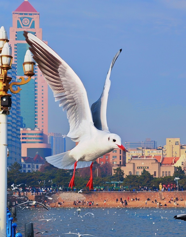 新年第二贴扫街抓怕片《风景，树叶，海鸥还有妹子和非洲哥们》新手机的动力挺热闹！