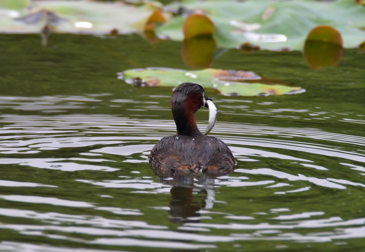 长沙西湖公园拍的鸟，求指教