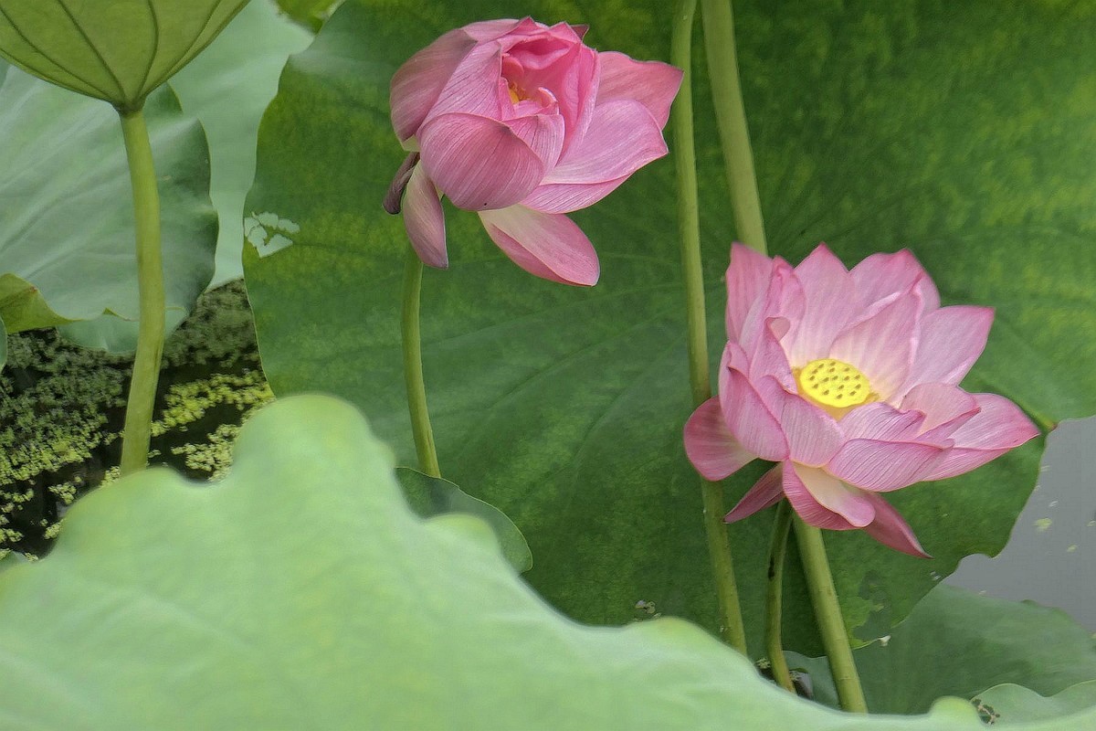 月湖公园与荷花