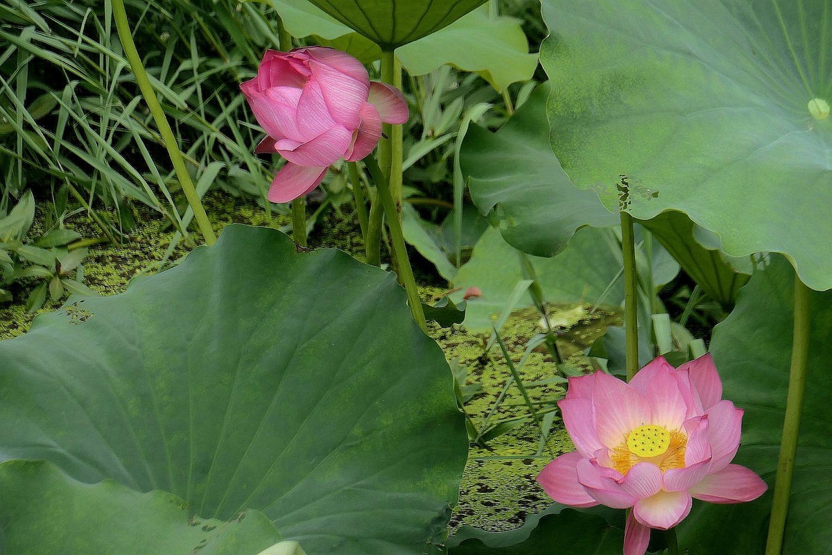 月湖公园与荷花