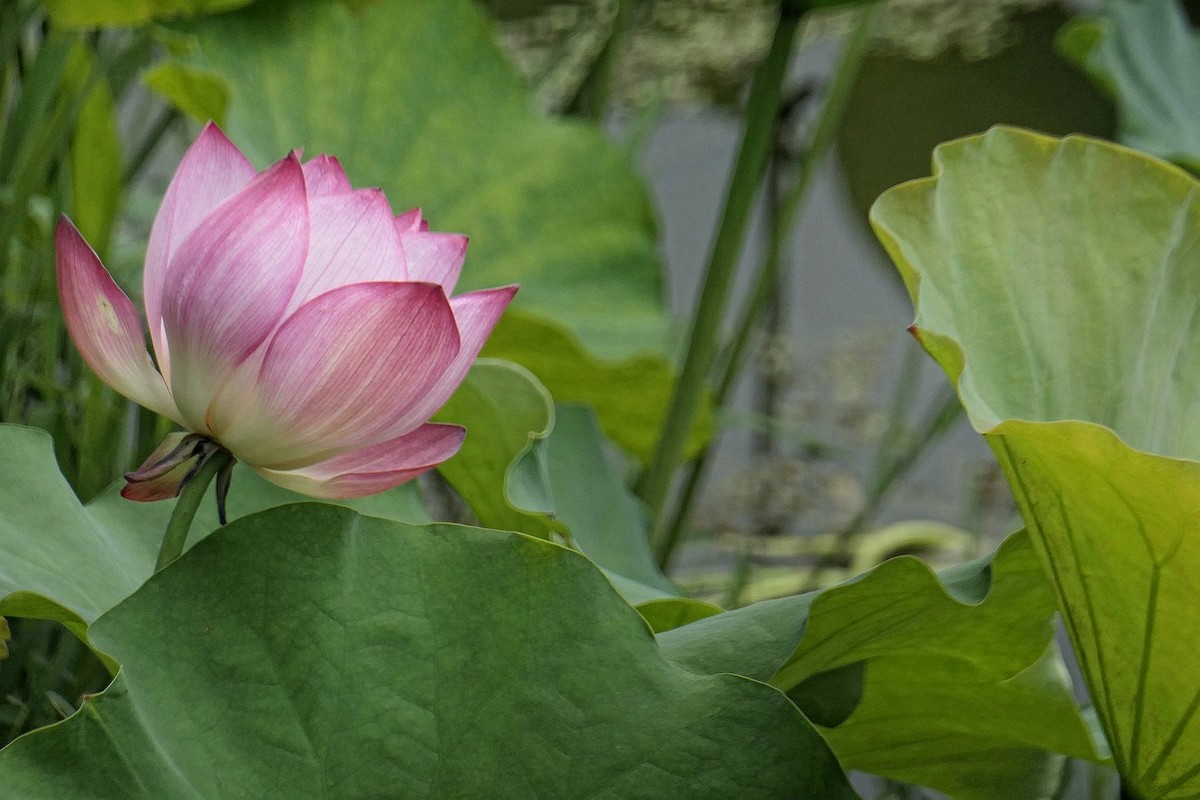 月湖公园与荷花