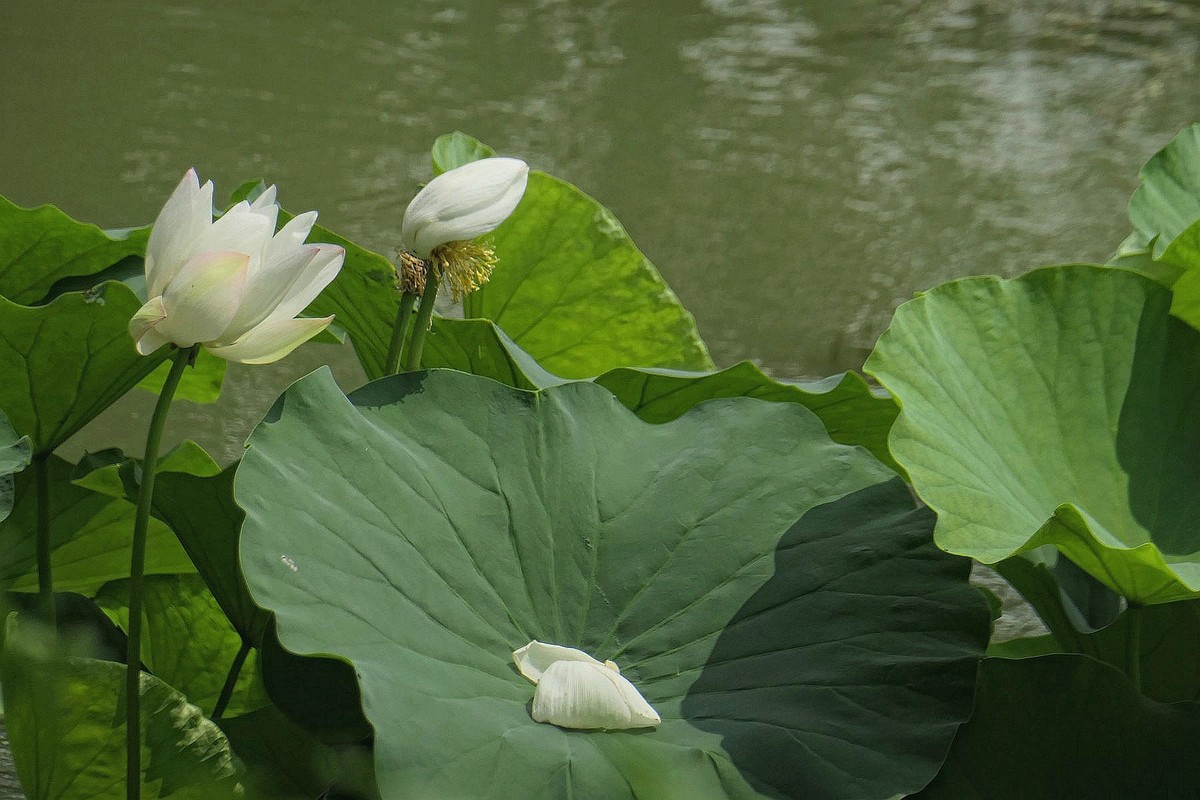 月湖公园与荷花