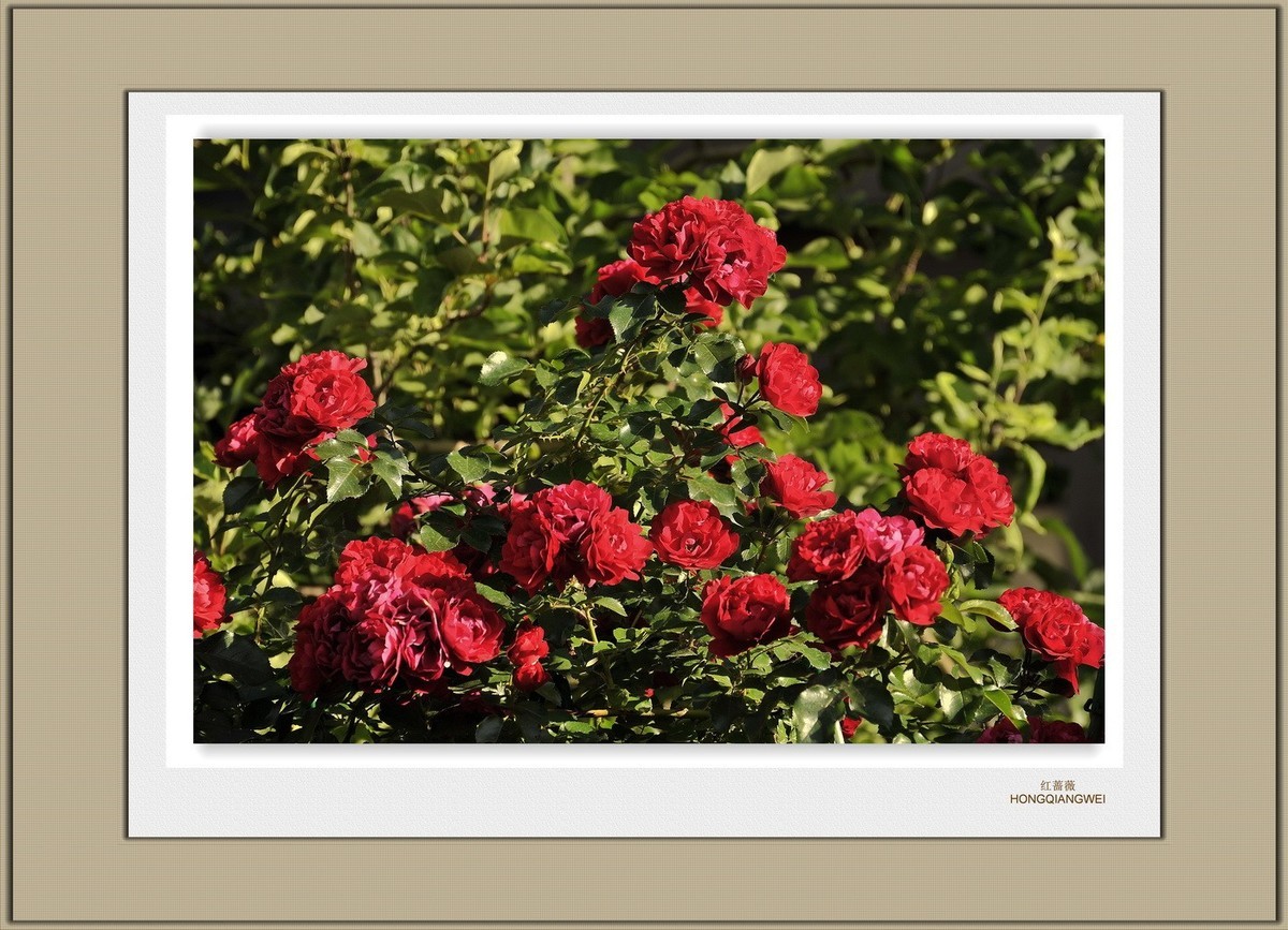 装饰画--红蔷薇（二）