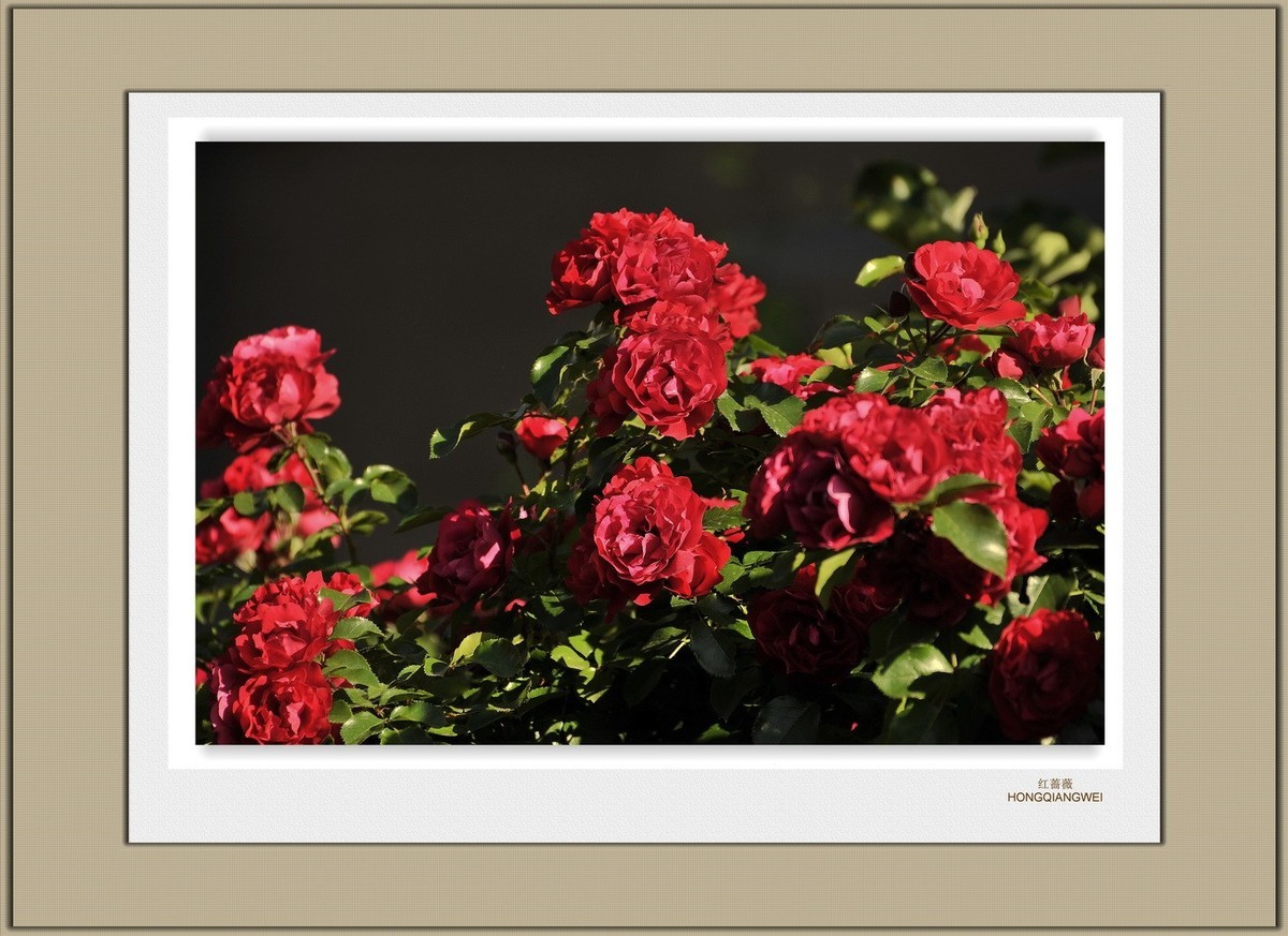 装饰画--红蔷薇（二）