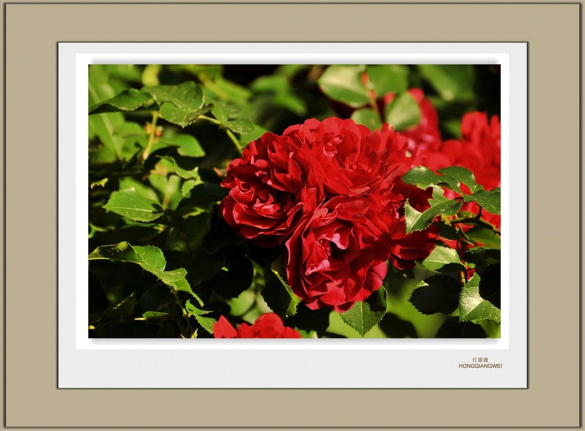 装饰画--红蔷薇（二）