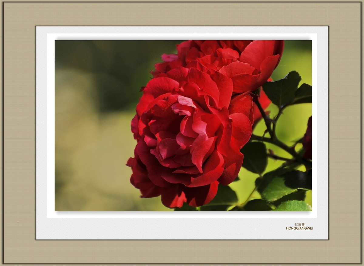 装饰画--红蔷薇（二）